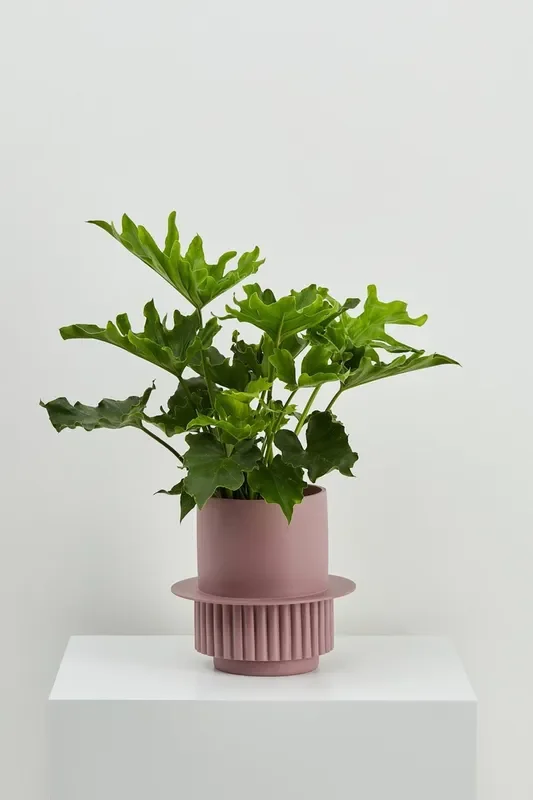Musk Roma Planter