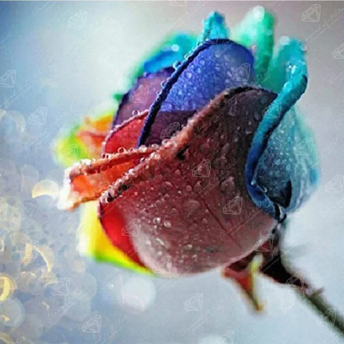 Rainbow Rose